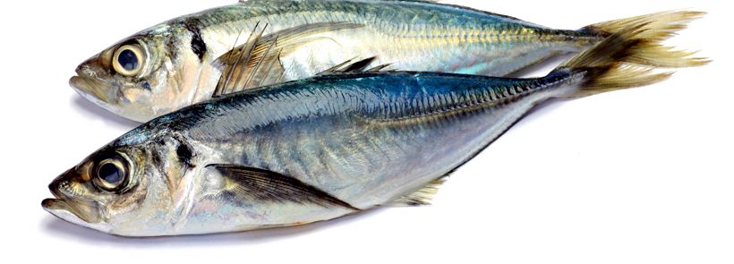 Trachurus trachurus_005